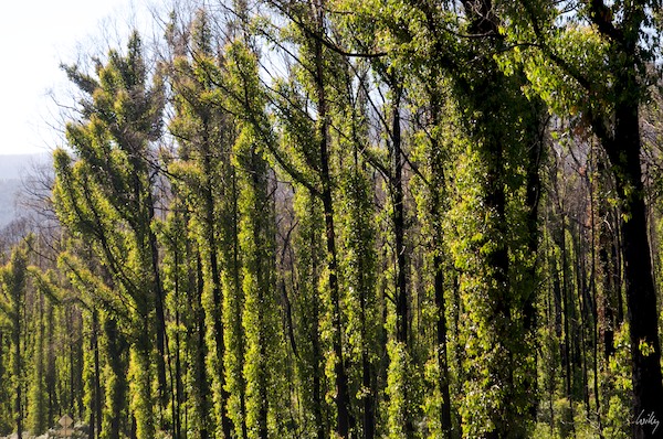 AustraliaEast 10  123